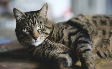 猫和老鼠小班教案6篇