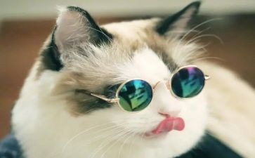 讲大熊猫的作文推荐5篇