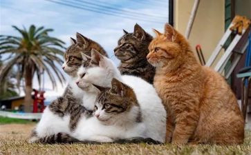 早起的猫作文6篇