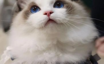 怕老鼠的猫想象作文5篇