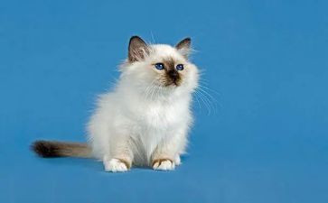 天猫工作总结优秀8篇