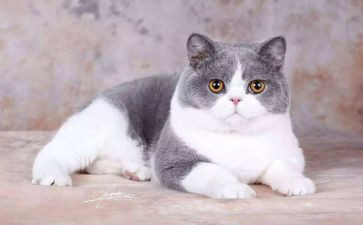 我的小猫800作文模板8篇