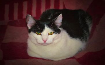 天猫工作总结8篇
