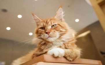 猫日记读后感500字5篇
