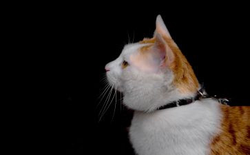 关于猫的3分钟演讲稿6篇