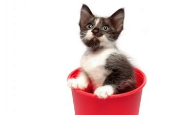 鲁迅《猫》读后感8篇