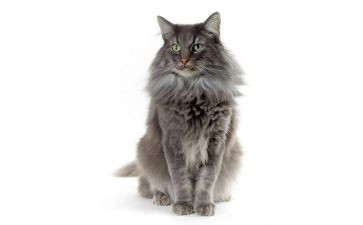 《猫》的读后感推荐8篇