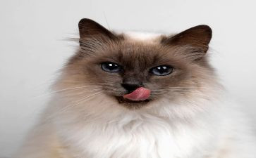 《我是猫》读书心得7篇