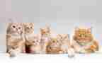 关于猫的研究报告作文7篇