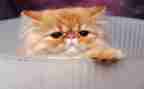 音乐课小猫小班教案参考5篇