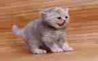 初中语文《猫》教案7篇