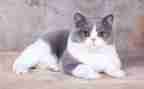 我的小猫800作文模板8篇