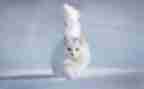 鲁迅《猫》读后感最新8篇
