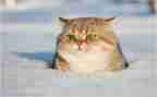 小花猫音乐教案7篇