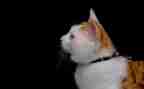 关于猫的3分钟演讲稿6篇