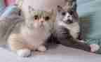 关于猫的调查报告5篇