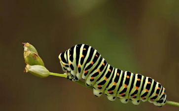 写毛毛虫作文7篇