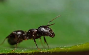 科学蚂蚁教案7篇