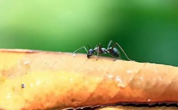 中班逗蚂蚁教案优秀7篇