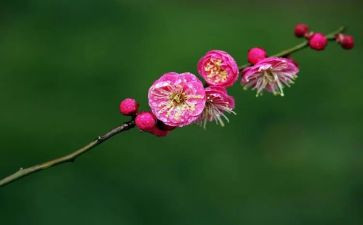 托梅花言志的作文5篇