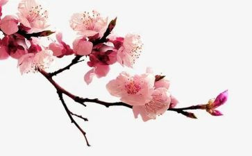 红梅花作文8篇