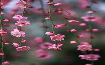 梅花树作文最新5篇
