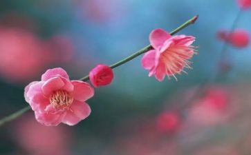 做梅花糕的作文优秀5篇
