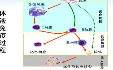 计划免疫工作计划优质5篇
