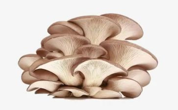 画蘑菇教案最新8篇