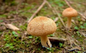 送蘑菇教案推荐6篇
