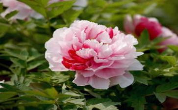 写牡丹的作文最新5篇