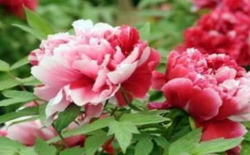 写牡丹的作文5篇