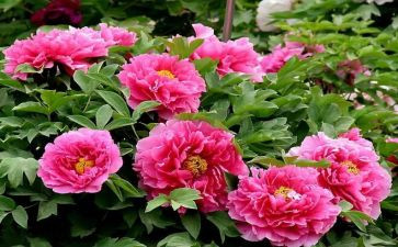 写牡丹的作文参考5篇