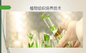 人才培养工作计划7篇