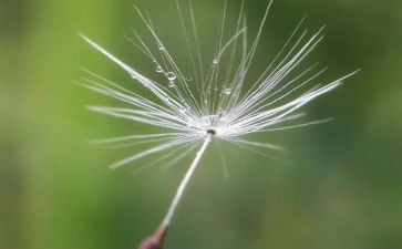 有关蒲公英的作文参考8篇