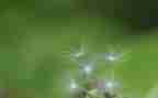 有关蒲公英的作文8篇
