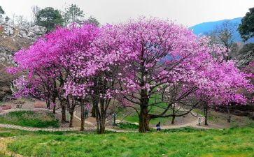 植树节演讲稿500字6篇