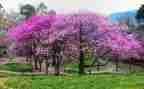 植树节演讲稿500字6篇
