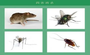 除四害工作总结模板7篇