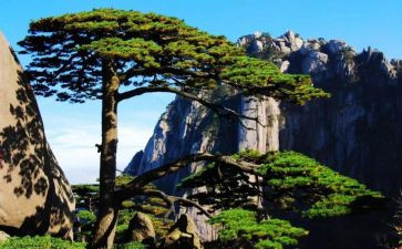 中班小松鼠教案7篇