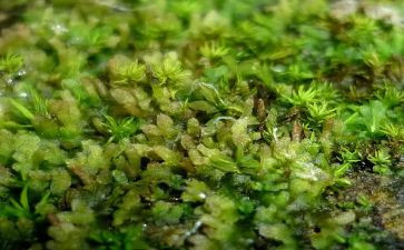苔古诗作文600字优质5篇