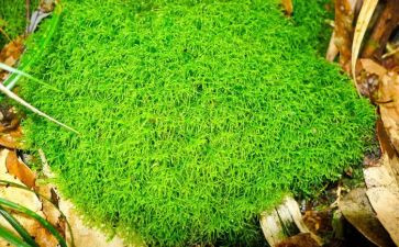 苔古诗读后感优秀7篇