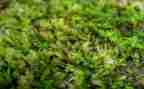 苔古诗作文600字优质5篇