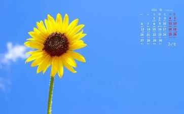 读向日葵的读后感6篇