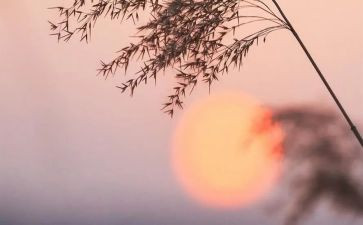 骆驼祥子的心得最新6篇