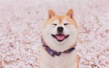 爱笑的女孩作文7篇