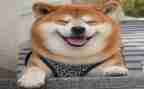笑声作文400字7篇