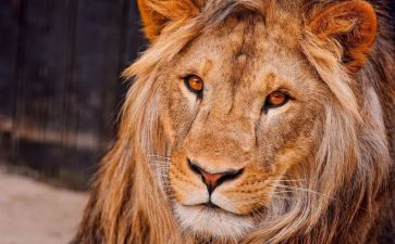 《雄狮》观后感6篇