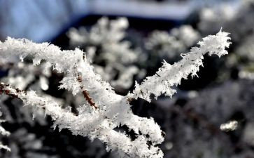 看雪作文模板7篇