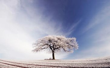 雪读后感300字精选5篇